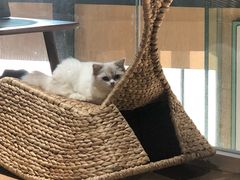 -瞄一喵猫咖(格力海岸店)