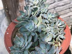 -心无尘茶餐馆(径山村店)