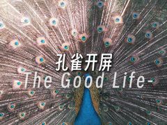 -西双版纳原始森林公园