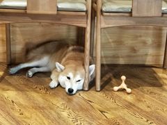 -柴务处·柴犬主题狗咖