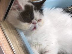 -屋虎猫馆(宝安大仟里店)