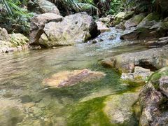 -南海湾森林生态园