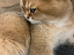 -滚猫咖啡·猫咖·猫友好撸猫(未来城店)
