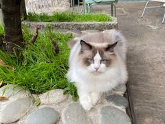 -喵屿·大理花园猫咖