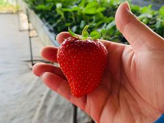 -甜心庄园·甜心草莓采摘园(西青中北店)