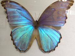 -上海昆虫博物馆