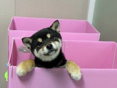 -翊宠yipet猫狗购宠庄园犬舍•猫舍