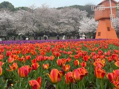-苏州上方山国家森林公园