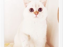 -东方名猫馆·英短金渐层布偶猫舍(环线广场1号楼店)