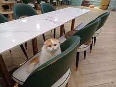 -安格丽娜·狗咖·猫咖羊驼咖(春熙路百盛商场店)