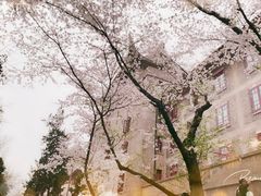 -武汉大学-樱园