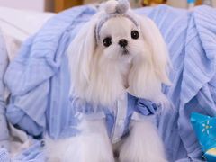 -萌宠之家·腊肠犬·马尔泰·小体犬舍