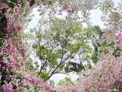 -深圳国际园林花卉博览园