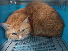 -纳吉亚猫专科动物诊疗中心(蒋宅口分院)