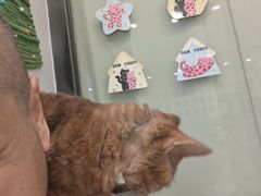 -有喵·猫咖·狗咖·30几只猫10只小狗(岗厦店)