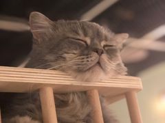 -猫和宫(六道口店)
