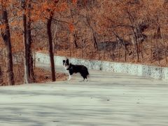 -北京鹫峰国家森林公园