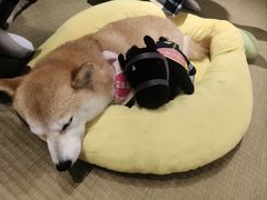 -逗柴咖啡屋·狗咖猫咖宠物桌游