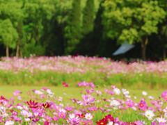 -上海滨江森林公园