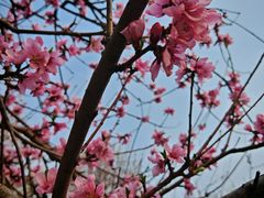 -桃花堤公园