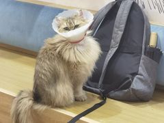 -滚猫咖啡·猫咖·猫友好撸猫(未来城店)