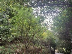 -南山植物园