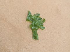 -青岛银沙滩