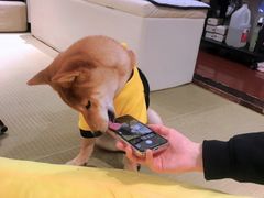 -逗柴咖啡屋·狗咖猫咖宠物桌游