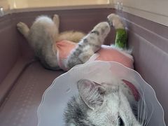 -伟伟宠物医院·瑞派猫友好医院·猫科(光谷店)