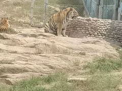 -西霞口神雕山野生动物世界