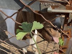 -草根堂农场