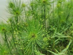 -东莞植物园