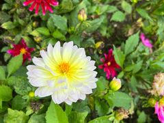 -崇圣寺三塔文化旅游区