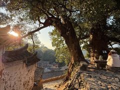 -杨家堂村