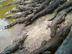 -广东茂名森林公园