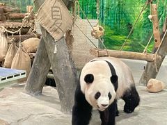 -灵玲国际马戏城