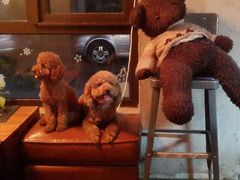 -百好乐宠物友好餐厅(朝外大街店)