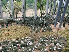 -深圳仙湖植物园
