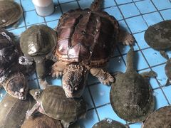 -侠成水上农庄(工业大道店)