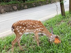 -西双版纳原始森林公园
