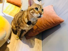 -啵啵喵·猫咖(攀华国际店)