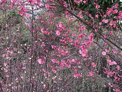 -铁山坪森林公园