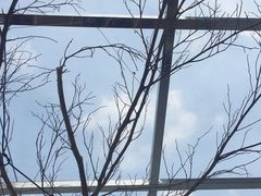 -素咫咖啡CLIFEROSE