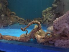 -东海章鱼馆(恒瑞街店)