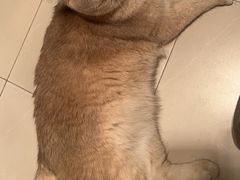 -美联众合动物医院·24h转诊中心