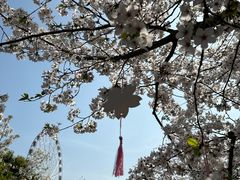 -顾村公园