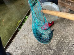 -大理老字号·舟渔的鱼野生菌海景餐厅(双廊店)