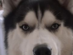 -自黑豆夫·臭豆腐夹馍(四海唐人街店)