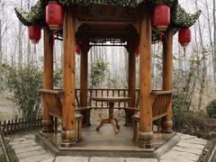 -合肥滨湖国家森林公园