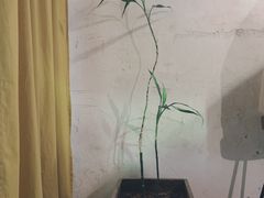 -春庄咖啡SpringHues(钟楼小区店)